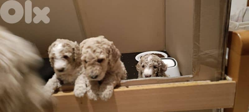 standard poodle 2