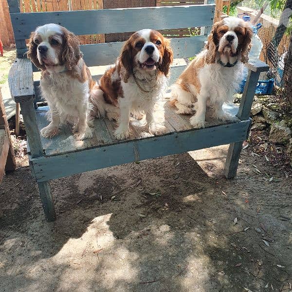 Beagle  or cavalier  king charles 1