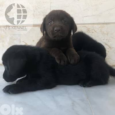 Labrador Puppies