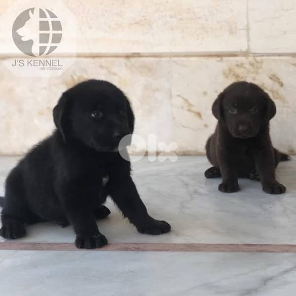 Labrador Puppies 1
