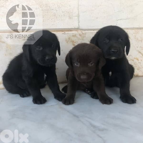 Labrador Puppies 2