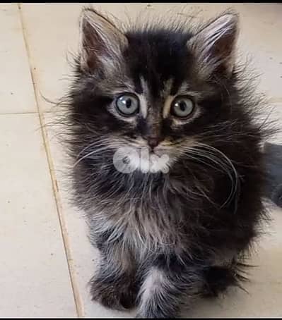 Fluffy Maine Coon Mix Kitten – Cute & Playful