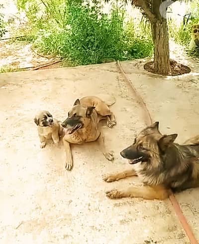 Puppy Male German Malinois Shepherd LONG hair BIG size