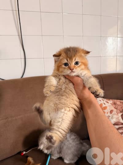 Golden chinchilla