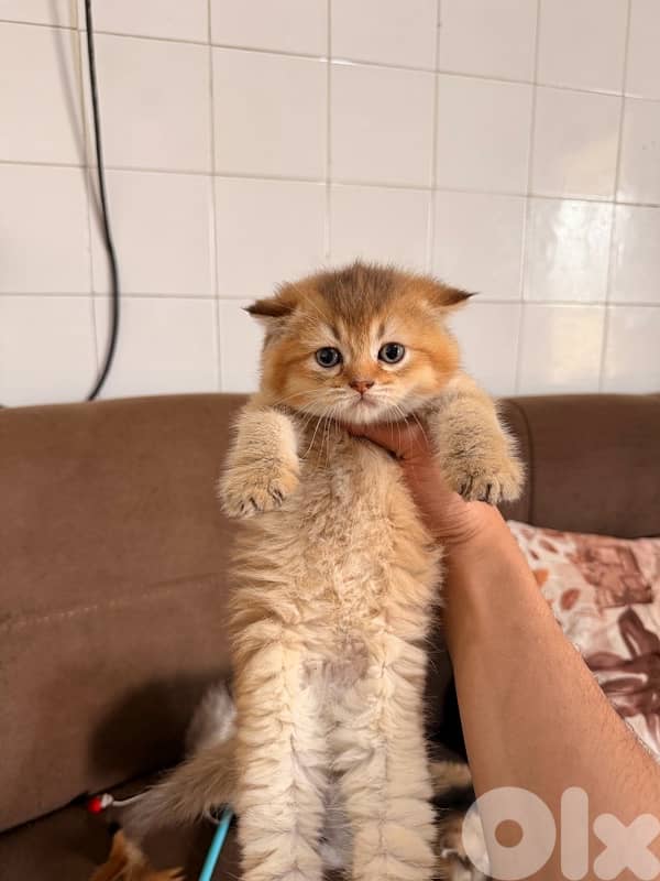 Golden chinchilla 4
