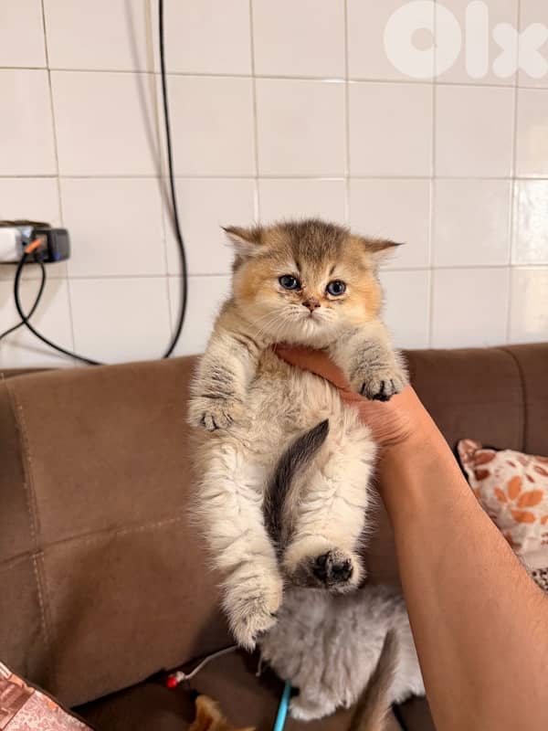 Golden chinchilla 5