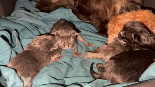 Maine coon kittens available for reservations