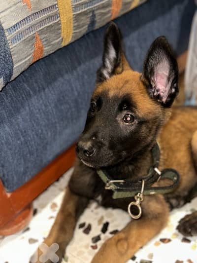 Malinois puppy