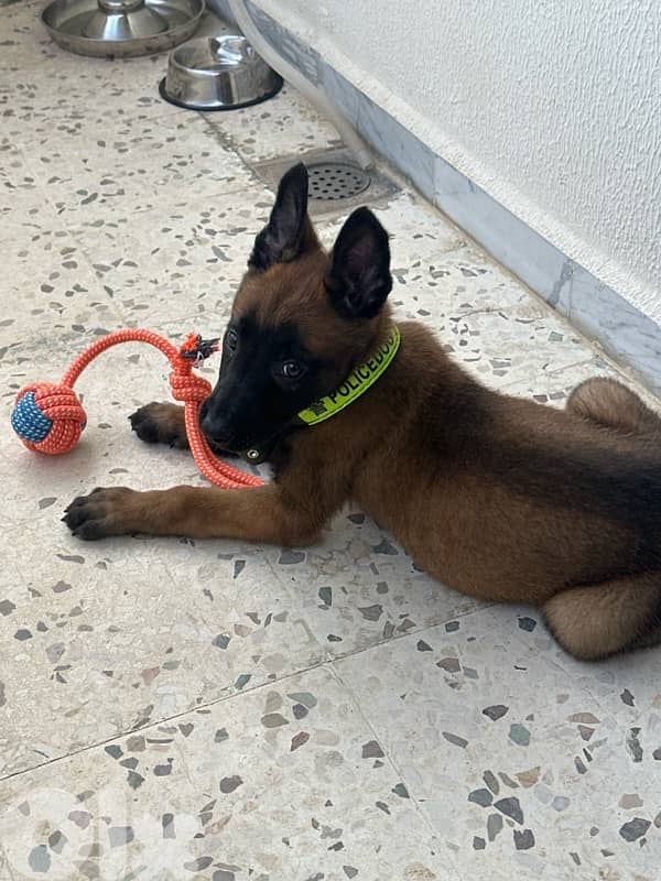 Malinois puppy 1