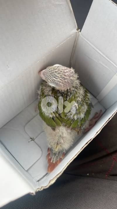 pineapple conure كنيور
