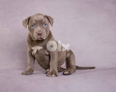 badi pitbull