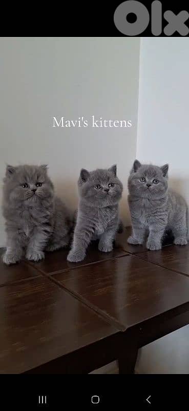 British shorthair & Scottish fold kittens for Sale
