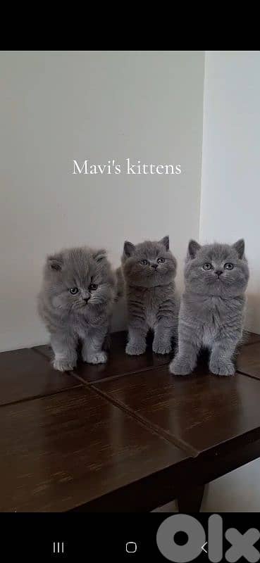 British shorthair & Scottish fold kittens for Sale 1