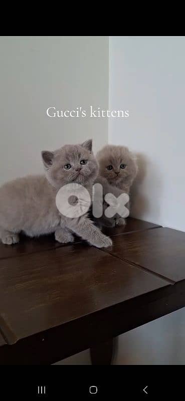 British shorthair & Scottish fold kittens for Sale 2
