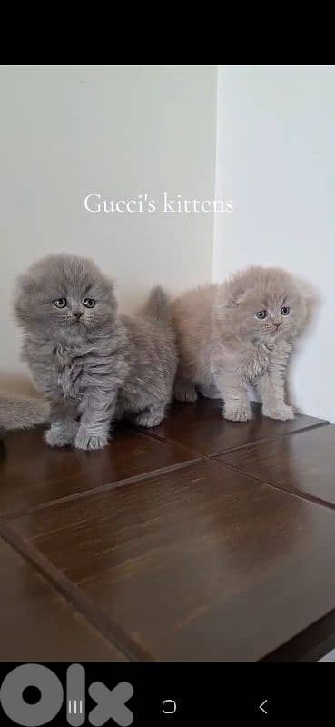 British shorthair & Scottish fold kittens for Sale 3
