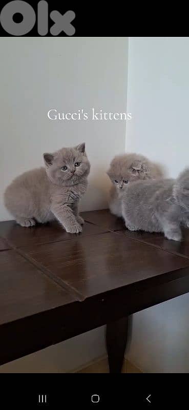 British shorthair & Scottish fold kittens for Sale 4