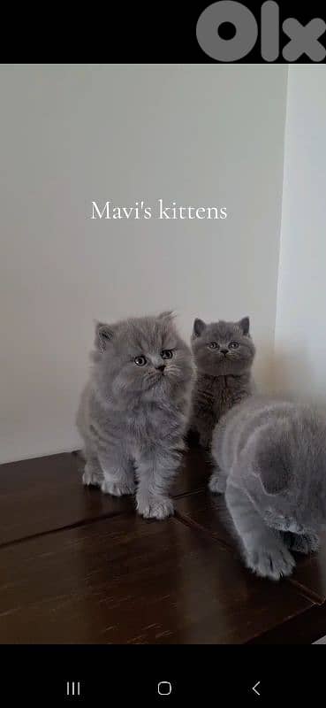 British shorthair & Scottish fold kittens for Sale 18