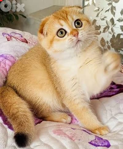 Chinchella golden