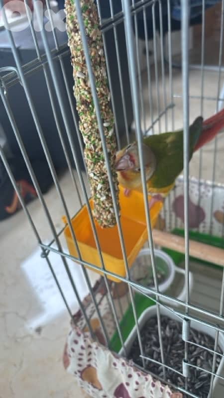 conure 5 months old فاطم 2