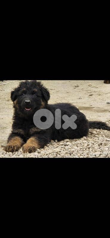 german shepered