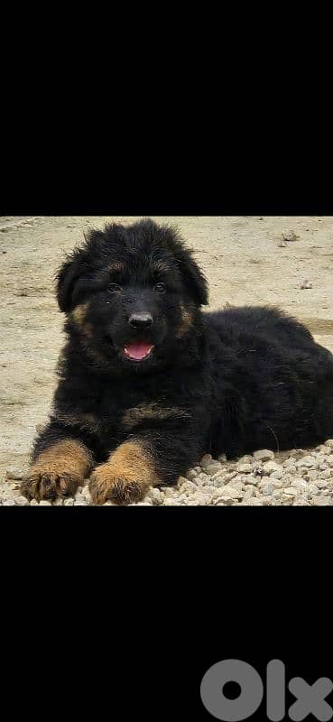 german shepered 1