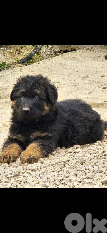 german shepered 2