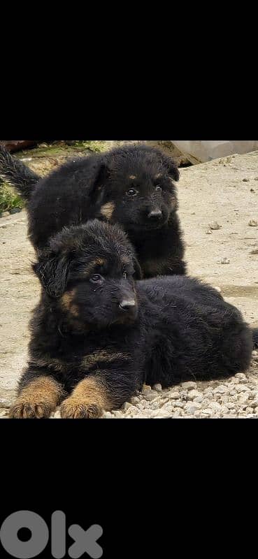 german shepered 3