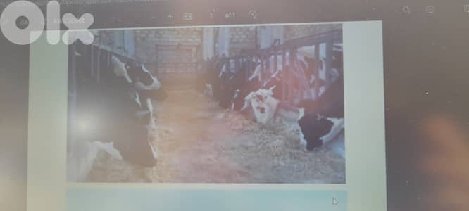 Cows Farm for sale in operation in Deir el Ahmar.