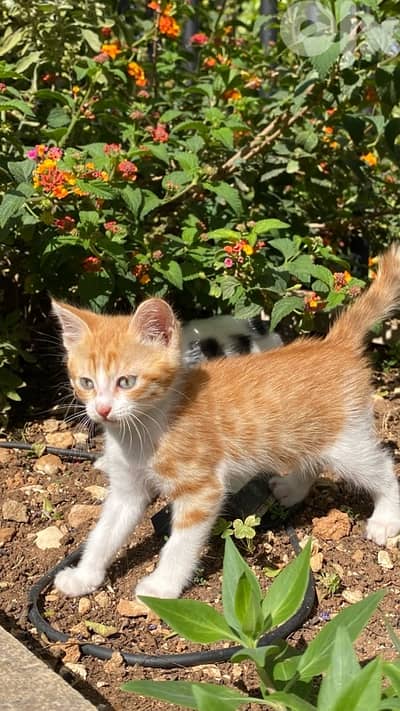 Cats for adoption