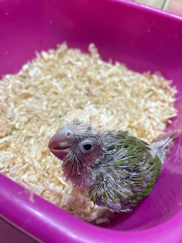 pineapple conure كنيور 1