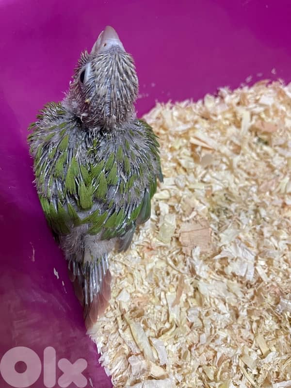 pineapple conure كنيور 2