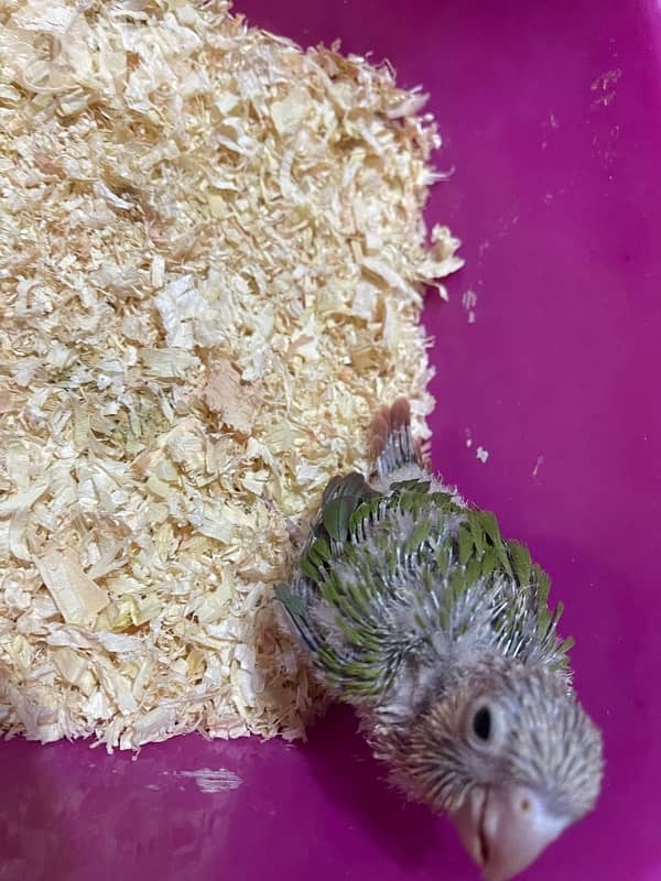 pineapple conure كنيور 3