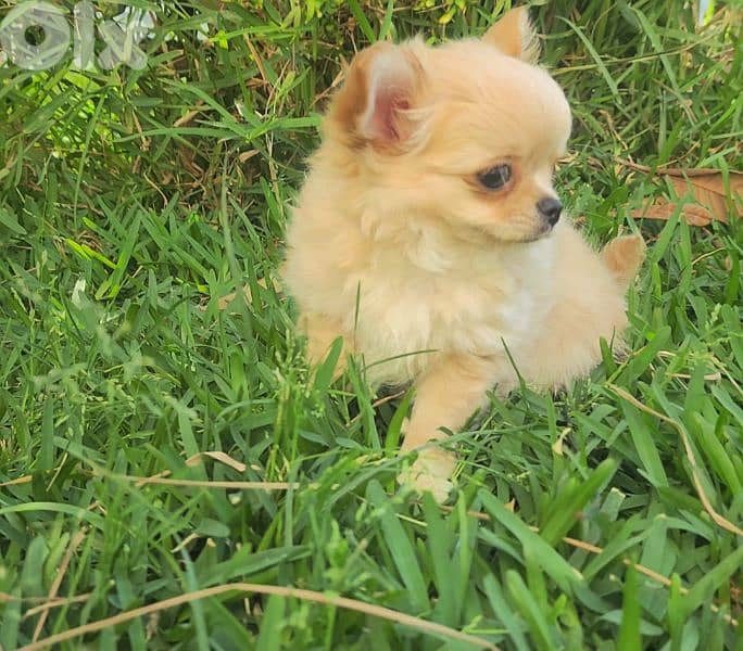 chihuahua 4