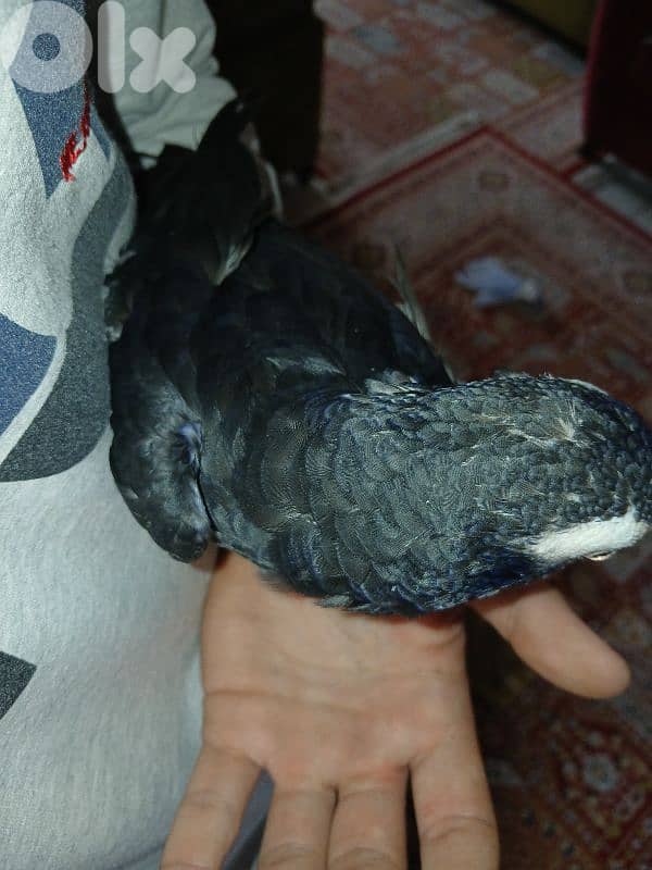 ببغاء تمنة 1