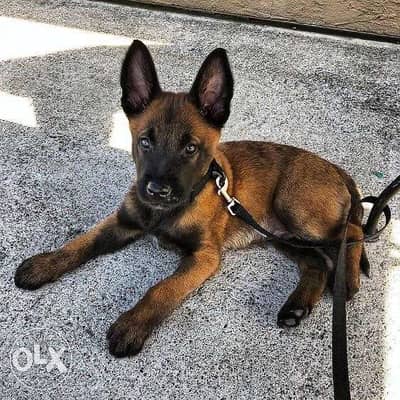 Malinois Belgian Shepherd Blackmask