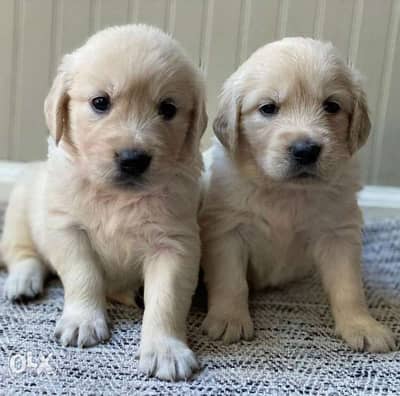 Golden Retriever BEAR FACE Creamy