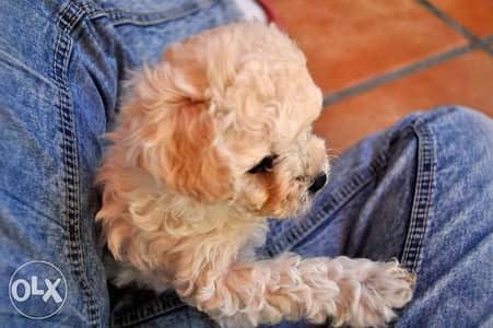 Labradoodle imported very CUTEE