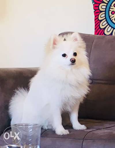 Pomeranian
