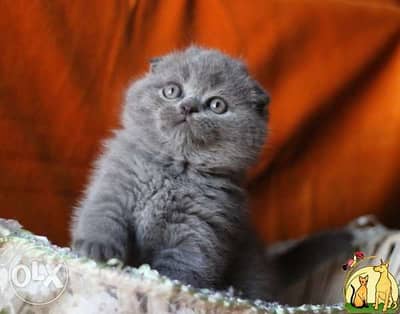 Scottish Kitten Long Hair in store & delivery cat قطط
