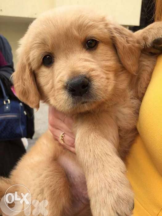Puppy Golden Retriever available! / 0