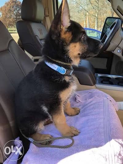 imported Berger Allemand Puppy german shepherd