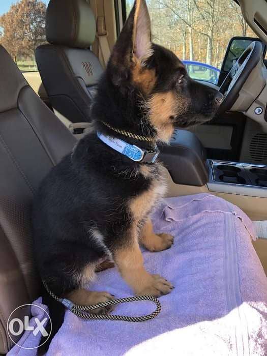 imported Berger Allemand Puppy german shepherd 0