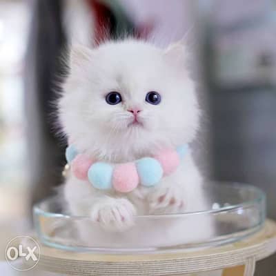 Persian Kitten