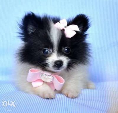 Loulou Spitz Black & White Puppies