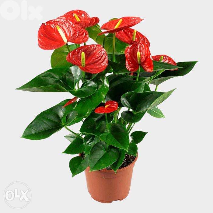 Anthurium plant (Red flowers) 0