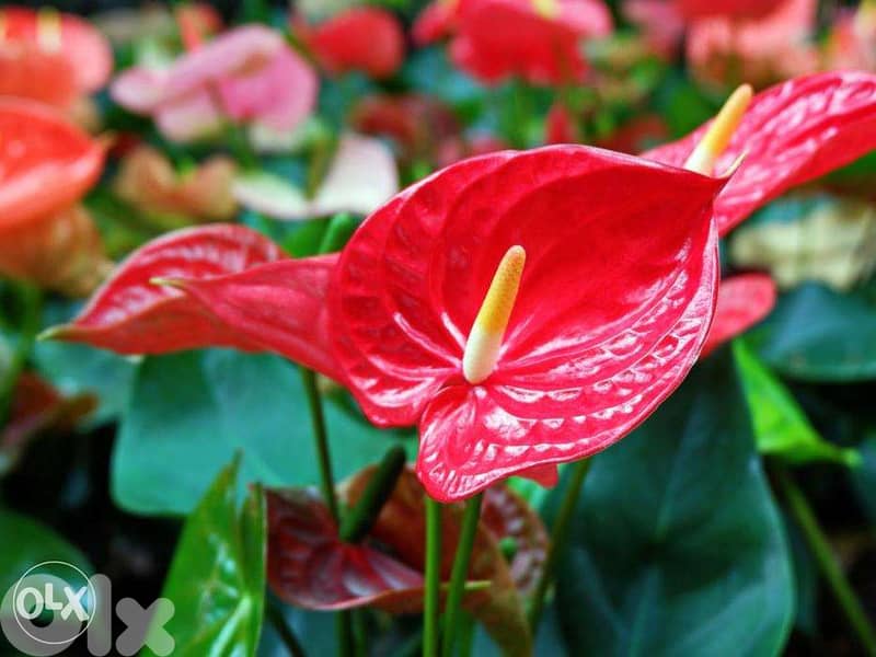 Anthurium plant (Red flowers) 1
