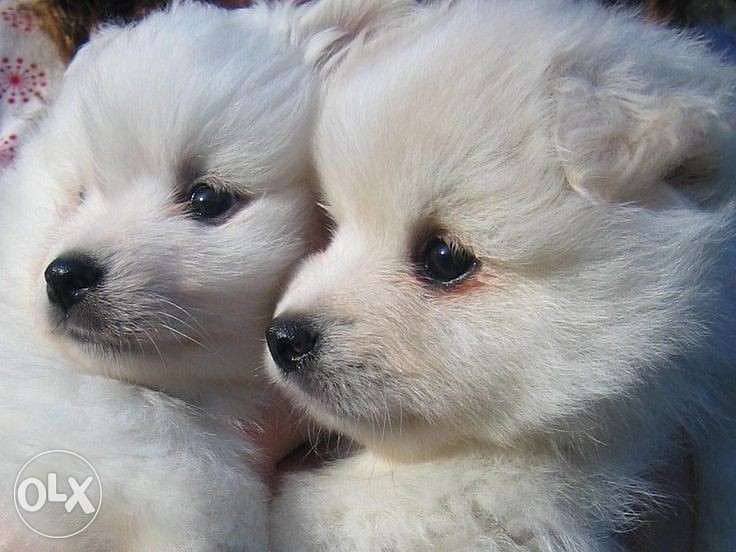 Cutest Loulou Spitz Small Size Available/ dog كلاب 0