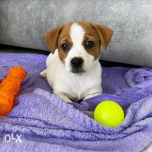 Jack Russell Puppies/ delivery/ available in shop كلاب 0