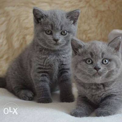 < Shorthair British Kitten