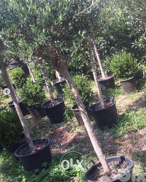 Italian Olive for gardens زيتون إيطالي 0